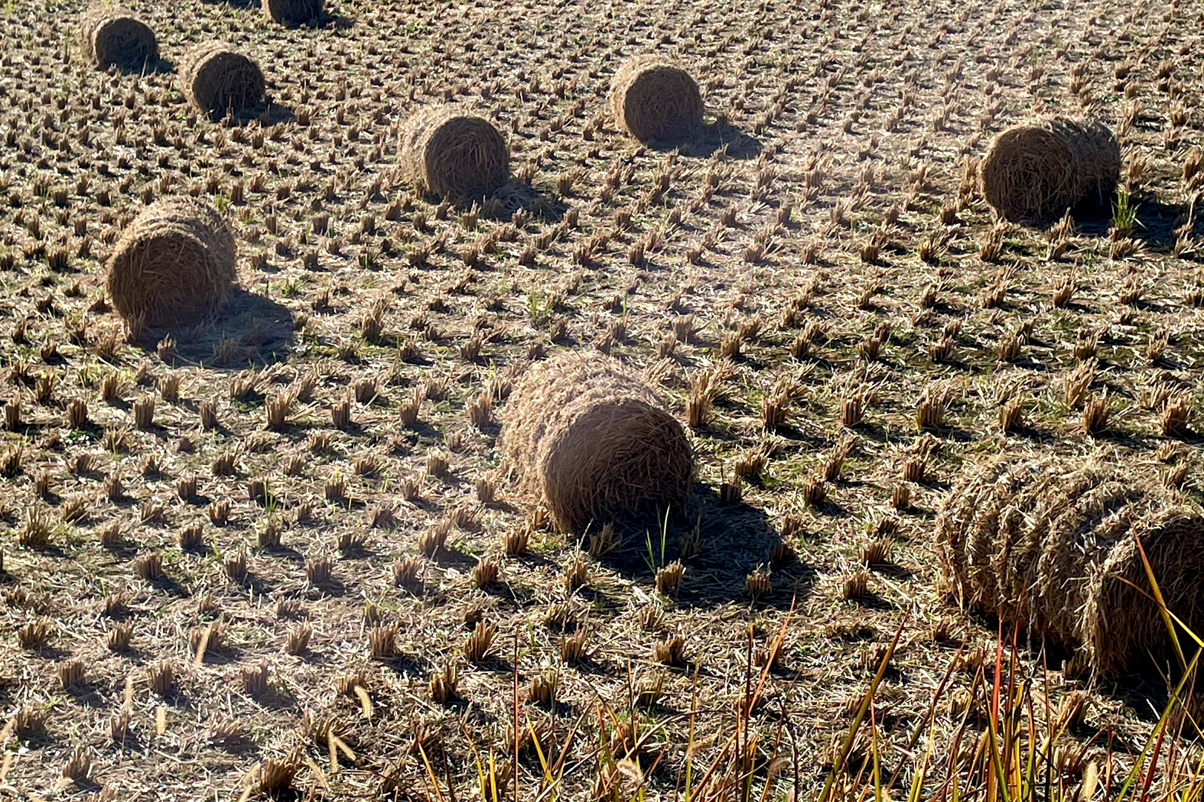 11月 店休日のお知らせ(2025年11月11日,12日,13日)