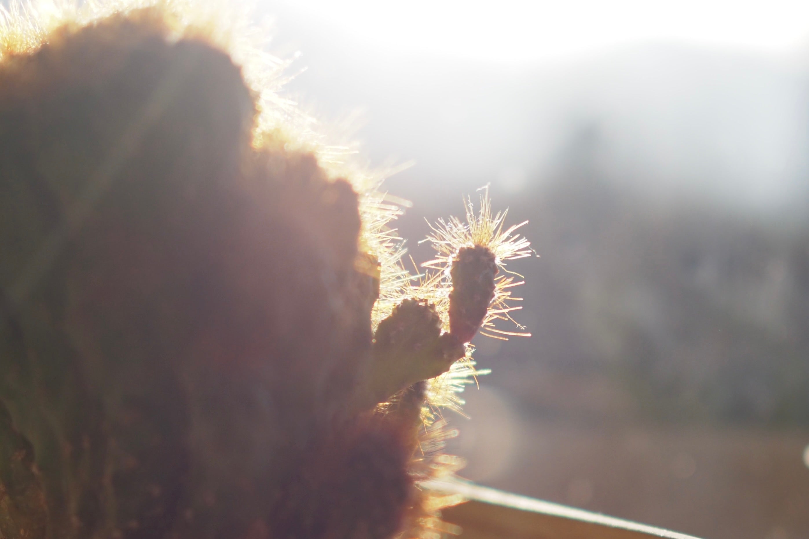 Important Update on International Shipping (A Message from the Owner)