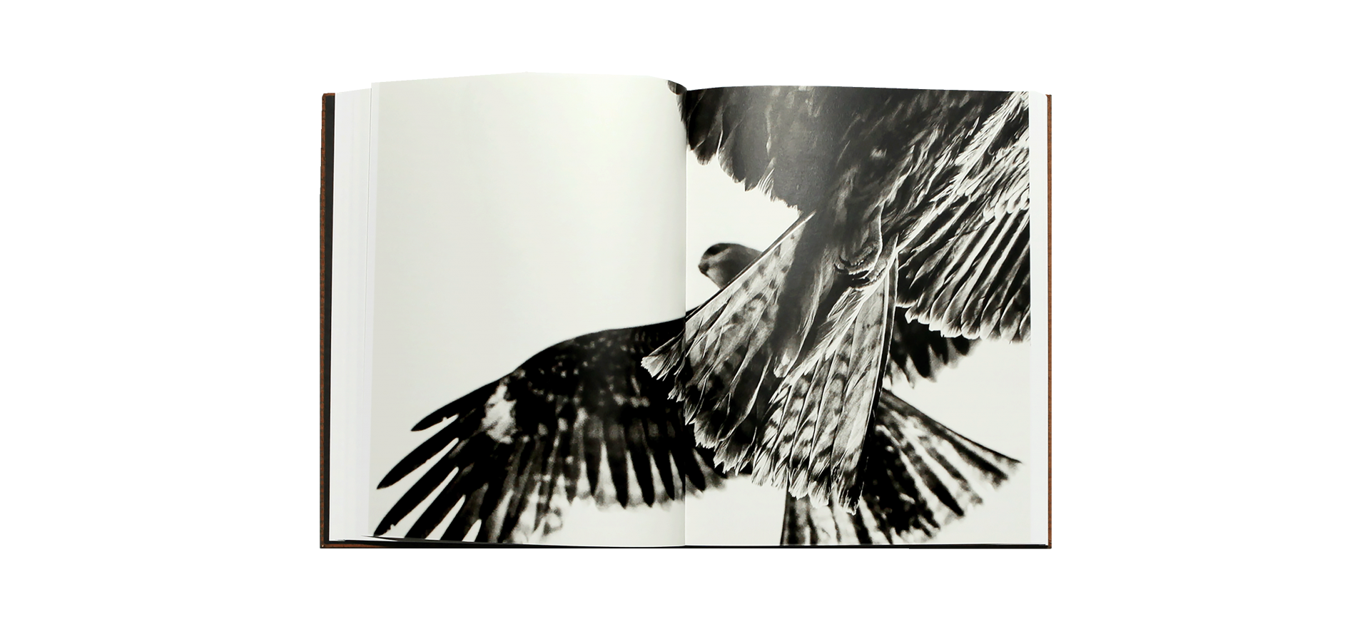 Paolo Pellegrin - DES OISEAUX [NEW］