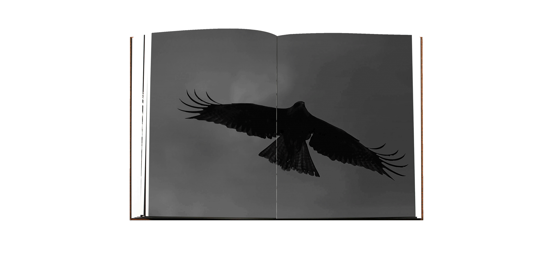 Paolo Pellegrin - DES OISEAUX [NEW］