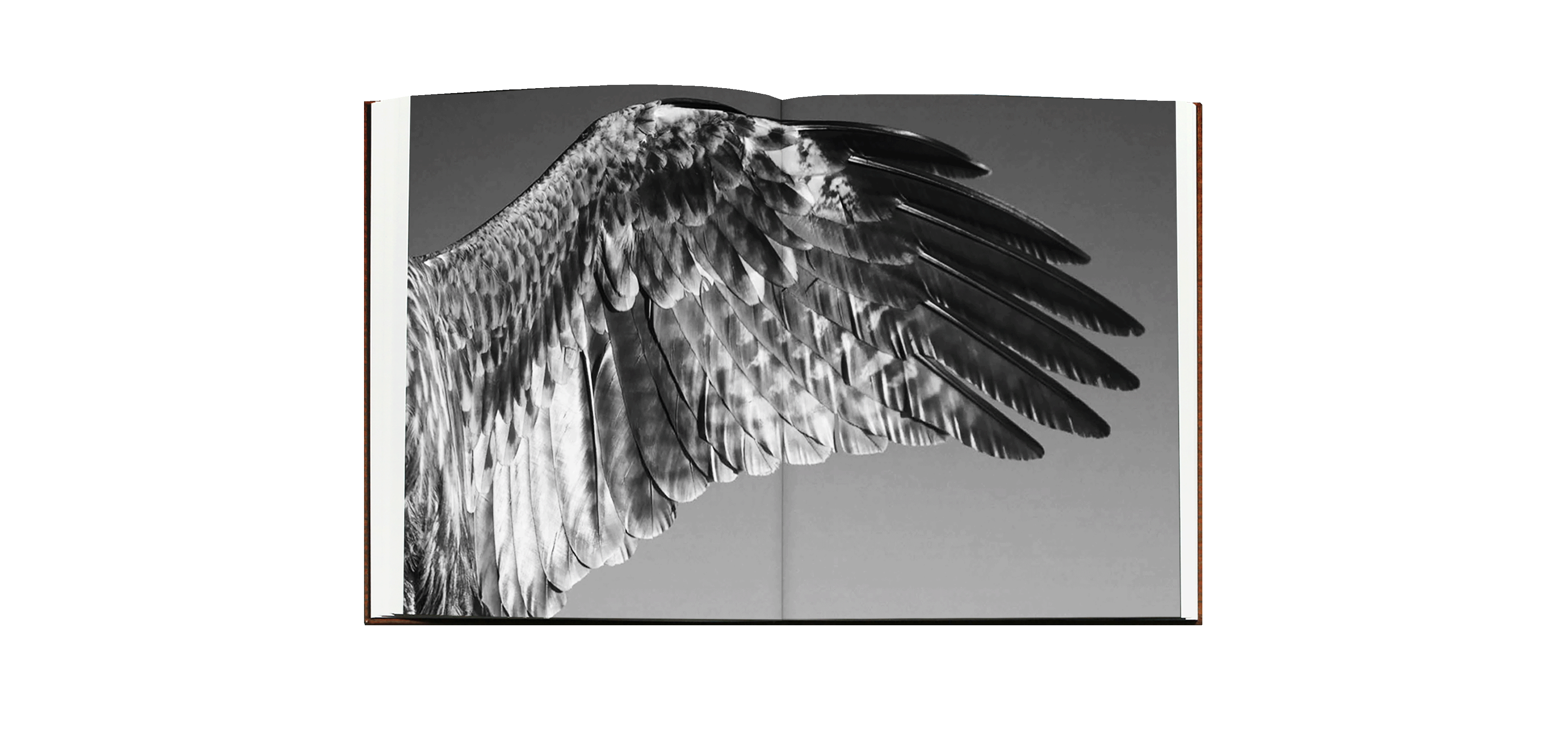 Paolo Pellegrin - DES OISEAUX [NEW］