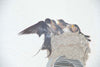 Rinko Kawauchi - Des oiseaux (On birds) [NEW / SIGNED]