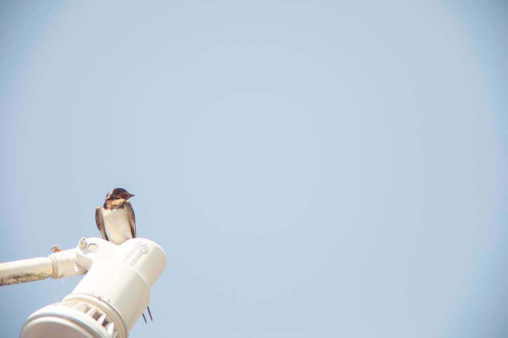 川内倫子 Rinko Kawauchi - Des oiseaux （On birds）［NEW / SIGNED］